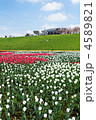 都市農業公園のカラフルなチューリップの花畑と青空