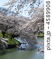 千鳥ヶ淵の桜