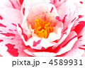 ツバキの花