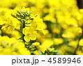 菜の花畑