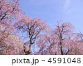 4月　八重紅枝垂ヤエベニシダレ94サクラ・バラ科