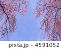 4月　八重紅枝垂ヤエベニシダレ96サクラ・バラ科