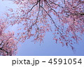 4月　八重紅枝垂ヤエベニシダレ98サクラ・バラ科