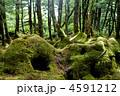 八千穂高原自然園の原生林