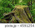 八千穂高原自然園の原生林