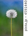 タンポポ