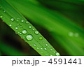 緑と水滴