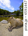 カピバラ