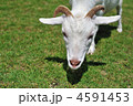 山羊
