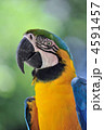 ルリコンゴウインコ