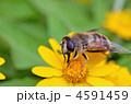 蜂