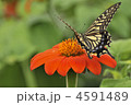 アゲハ蝶の吸蜜