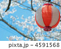 ちょうちん　桜　提灯　祭り　春