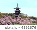 春の国分寺