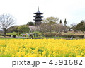 春の国分寺
