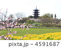春の国分寺