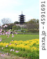 春の国分寺