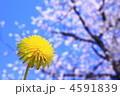タンポポと桜と青空と。