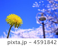 タンポポと桜と青空と。