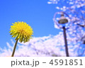 タンポポと桜と青空と。