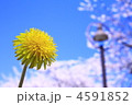 タンポポと青空