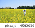 菜の花畑