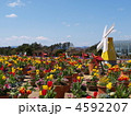 はままつフラワーパーク・チューリップの鉢植え
