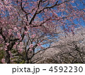 はままつフラワーパーク・満開の桜