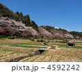 はままつフラワーパークの春