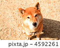 4592261