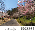 春のはままつフラワーパークにて