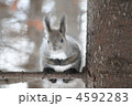 魅惑的な目で見つめるエゾリス