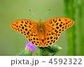 羽化したてのクモガタヒョウモンの雄