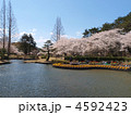 はままつフラワーパーク・池と桜