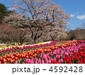 春のはままつフラワーパーク