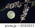 夜桜と月