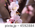 ミツバチと杏の花