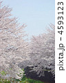 阿久和川の満開の桜並木