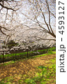 阿久和川の満開の桜並木の下