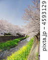 阿久和川の満開の桜並木