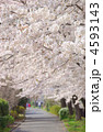 桜並木の遊歩道