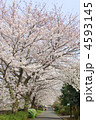 桜並木の遊歩道