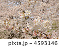 ソメイヨシノの枝の花