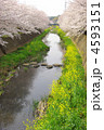 阿久和川の満開の桜並木