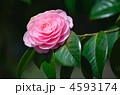 樹木・オトメツバキ　ツバキ科