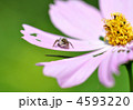 コスモスと可愛い蜘蛛