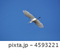 白鷺の飛翔