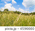 4596660