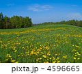 4596665