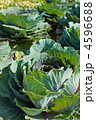 4596688